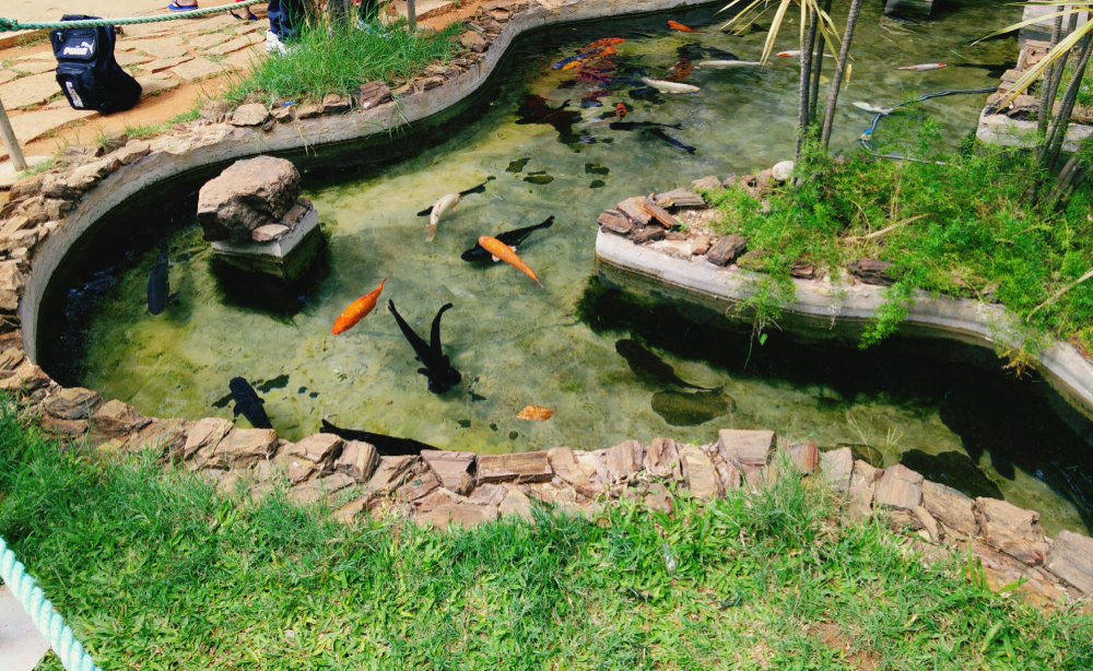 les poissons à choisir pour peupler le bassin de jardin