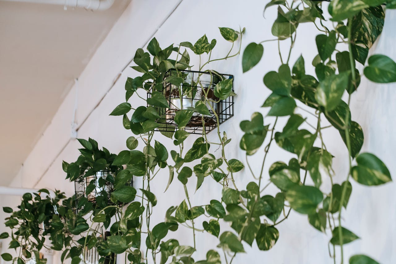 un mur végétal intérieur